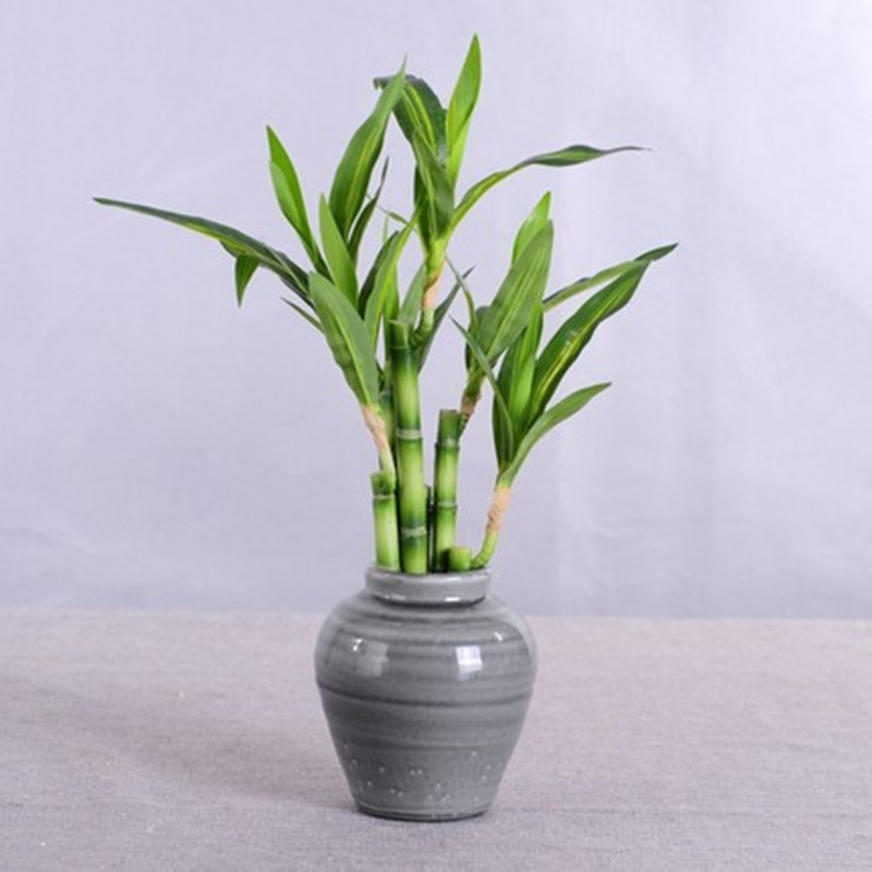 New 40cm Artificial Lucky Bamb - огляд і ціна Aquarium Plants Book
