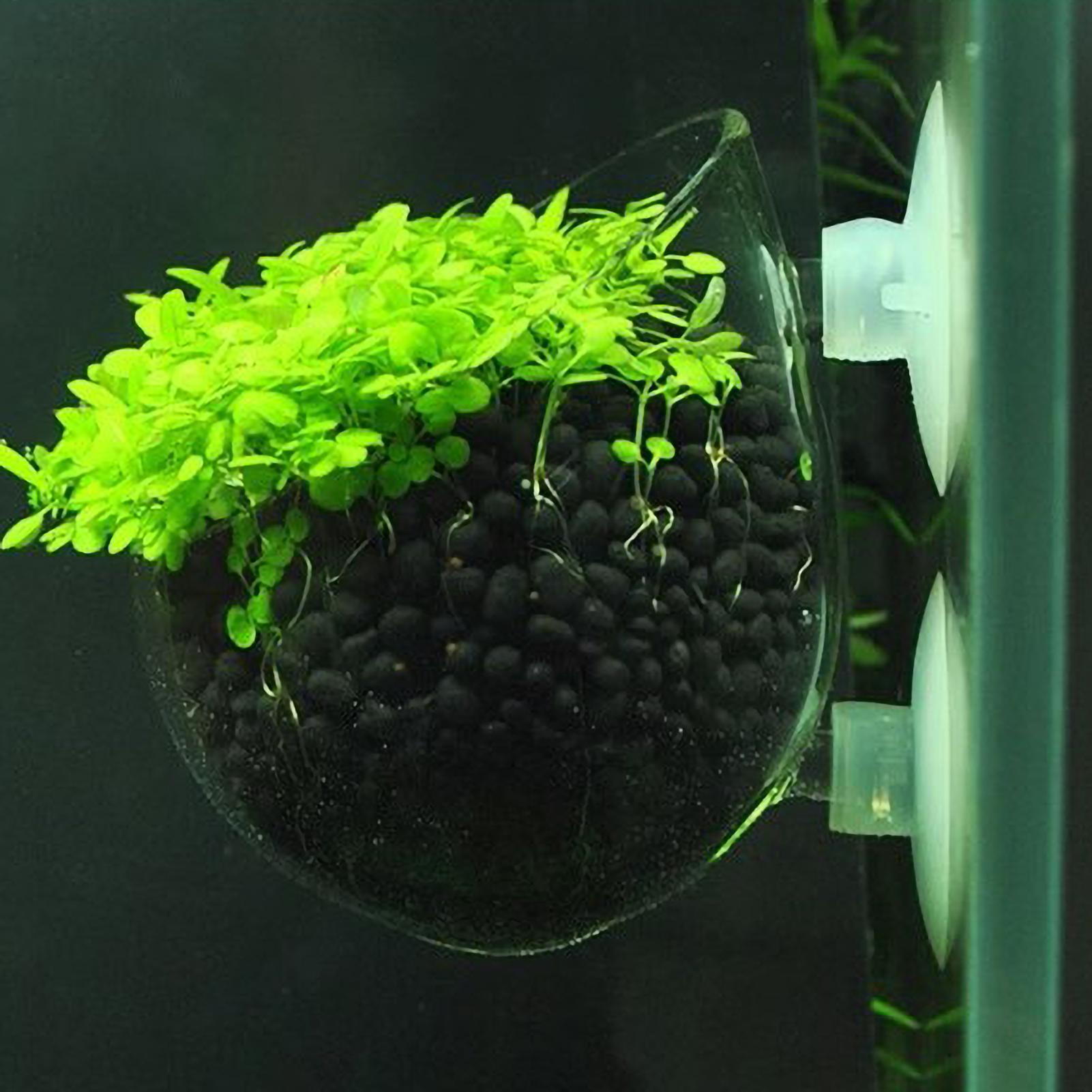 Aquarium Plant Holder Glass Aq - огляд і ціна Aquarium Plant Design