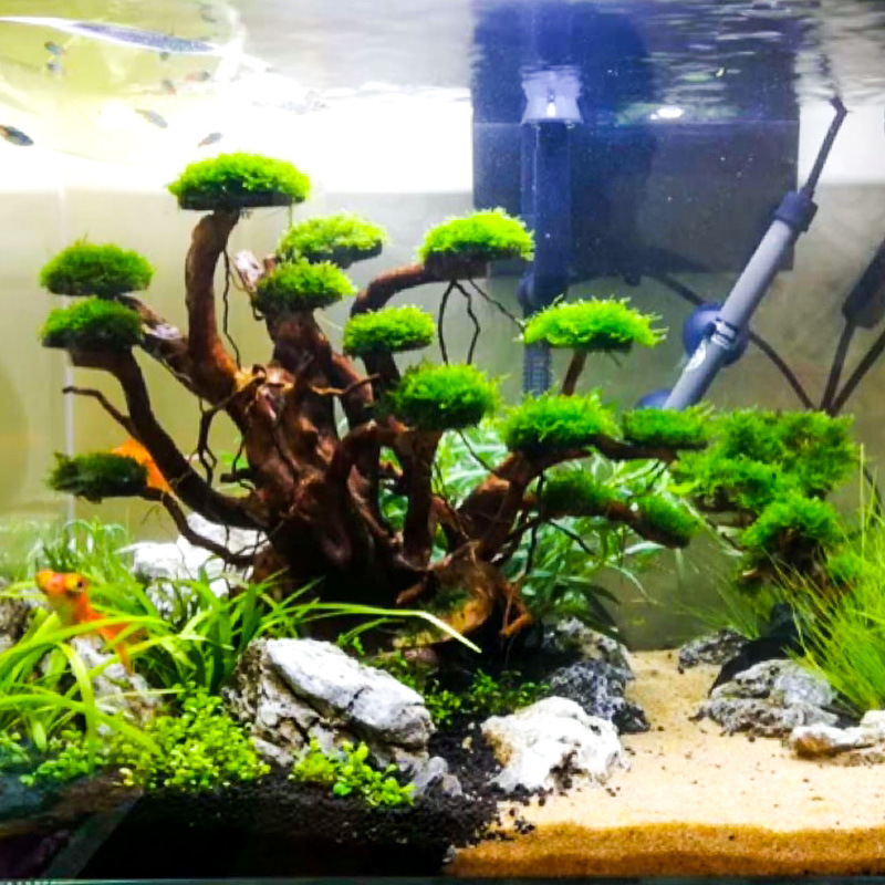 Aquarium Landscaping Moss Tree - огляд і ціна Aquarium Plants Book